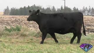 2024 Jewels of the Northland Lot 19 [upl. by Hannibal653]