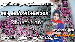 Rhoeo PlantRhoeo plant care MalayalamPottin CaringPropagationIndoor plant carePoppy Happy vlog [upl. by Veta]