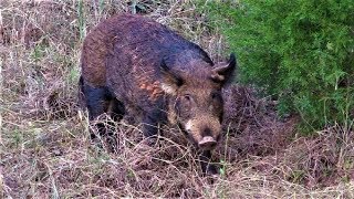 WILD HOG HUNTING WITH 365 FPS CROSSBOW AND RAGE EXTREME BROADHEAD [upl. by Ayekehs627]