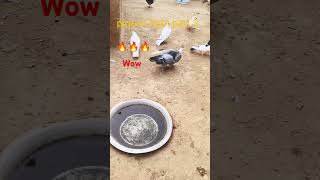 Pigeon fight part 3shorts youtubeshorts trending 🕊️ [upl. by Beatriz802]