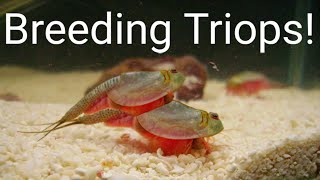 How To BREED Triops and Collect EGGS [upl. by Broek804]