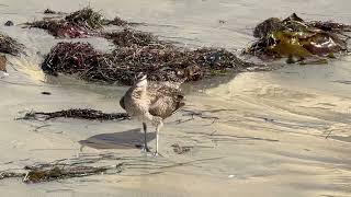 Whimbrel North Pacific Beach San Diego October 27 2024 [upl. by Crin]