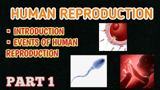 Basics of Human Reproduction  Class 12  Lec  1 [upl. by Valry]