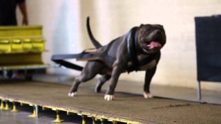 PITBULL WEIGHT PULLING SHOW [upl. by Noseaj]