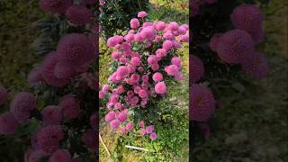 Beautiful chrysanthemum flowers beauty naturelovers [upl. by Douty]