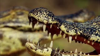 Ce crocodile sest pris au mauvais adversaire [upl. by Adlemy15]