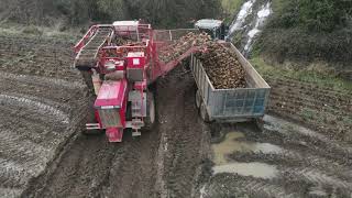 Vervaet Beet Harvester Harvesting Fodder Beet In Co Meath 2021 Massey Ferguson amp Claas Arion On Th [upl. by Kruger743]