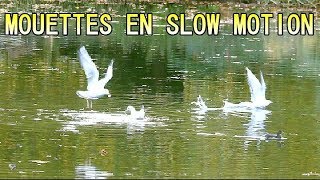 MOUETTE RIEUSE en SLOW MOTION  Ballet audessus de leau [upl. by Ellener]