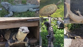 TOUR of the WORLDS LARGEST reptile ZOO [upl. by Enatan]