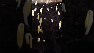 Seeds germination in cocofit [upl. by Fanchie152]