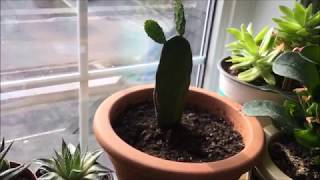 OPUNTIA PRICKLY PEAR CARE AND UPDATE [upl. by Lamond]