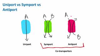 Uniport vs Symport vs Antiport  Cell Biology  Biology [upl. by Norrehc626]