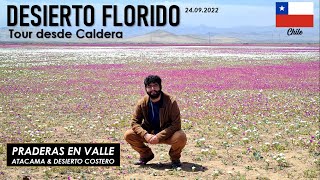 Tour DESIERTO FLORIDO CHILE Atacama desde CALDERA  24 Septiembre 2022 [upl. by Anyek]