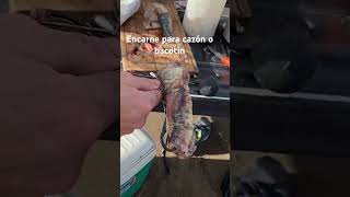 Encarne para cazón o bacotin a tiro de caña [upl. by Brigette]