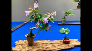 ❷ MINI BONSAI： 1st Ed Angyo shohin bonsai exhibition 2023 ・第一回安行小品盆栽展2023 [upl. by Polito348]