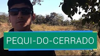 APRENDA A IDENTIFICAR O PEQUI DO CERRADO [upl. by Muraida341]