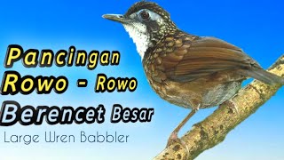 Kicauan Berencet Besar  Poksay Rawa  Large Wren Babbler [upl. by Acemahs]