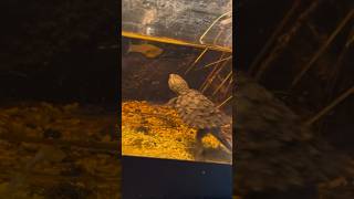 Baby Snapping Turtle Vs Crayfish [upl. by Jeritah]