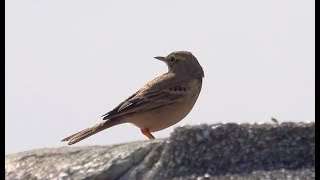 4K Pipit Rousseline [upl. by Proudman]