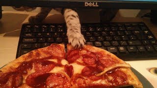 Cat Steals Pizza [upl. by Skeie]