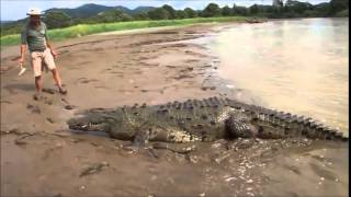 Un homme attaqué par un crocodile au Sénégal 2015 [upl. by Aeriel]