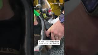 Teddy the Dog Gets Head Stuck in Golf Cart Tire shorts [upl. by Neelyahs]