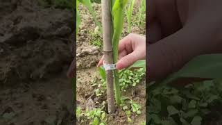 Plant clips tools shortvideo shorts viralvideo [upl. by Ahtela257]