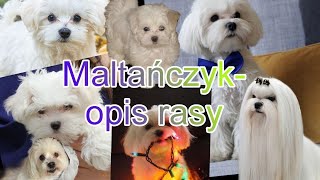 Maltańczyk opis rasy [upl. by Rahab]