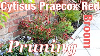 Red Broom Cytisus Praecox pruning video How to in my walled garden English [upl. by Sekoorb156]