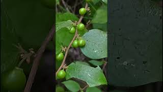 Ziziphus oenopolia Rhamnaceae family nature trending flowers forest garden wildflowersflora [upl. by Engenia]