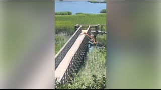 Deer spotted jumping off dock on Hilton Head [upl. by Eninnaej]