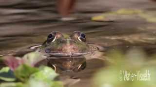 Grenouilles vertes [upl. by Vladamar]