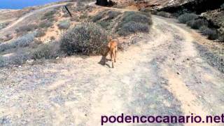 Podenco Canario Dog Recall Training [upl. by Bret]