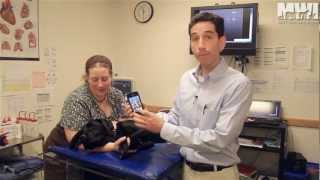 AliveCor Veterinary ECG for iPhone 44S [upl. by Adrienne]