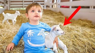 Baby Noah Meets Baby Goats for the First Time emotional [upl. by Lebasiairam]