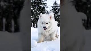 Our Samoyed is ready for the Christmas samoyed doglover puppy dogsoftiktok christmas [upl. by Aidnama]