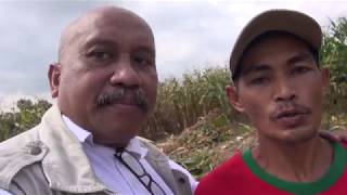 Petani Jagung Pengguna Pembenah Tanah Biochar [upl. by Kieger]