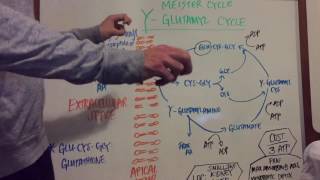 Gamma Glutamyl Pathway Explained [upl. by Nidya]