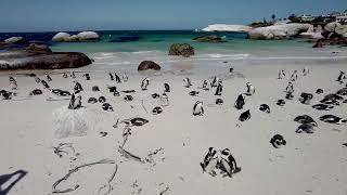 Penguins amp Paradise Discovering Boulders Beach South Africa [upl. by Nolyarb]