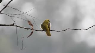 Bell Miner Manorina melanophrys [upl. by Dihgirb]