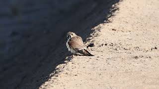 Kestrel at the Ponds [upl. by Osber]