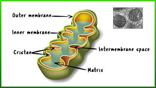 Mitochondria  A Quick Guide [upl. by Reinke]