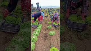 Get a free work visa sponsored farm job in Canada USA and UKbestjobs [upl. by Nager925]