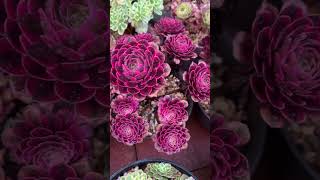 Plant of the day  Aeonium Fireworks [upl. by Amhser413]