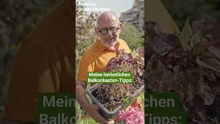 Herbstliche BalkonkastenTipps Farbenfrohe Pflanzen für Balkon und Terrasse garten gerechten diy [upl. by Boyse]