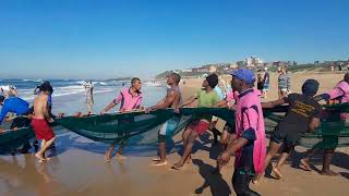 Sardine Run The Great Migration On The Beach In The Net [upl. by Llemar352]