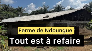 Ferme porcine de Ndoungue Tout est à refaire [upl. by Elsilrac]