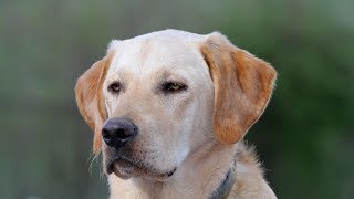 Labrador Retriever Training  Videos never go as planned [upl. by Ihsoyim]