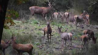 Spelende jonge Geweidragers met Hindes  kalveren  Spitsers en oude Geweidrager  21102024 [upl. by Einhpad323]