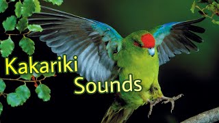 Kakariki Sounds [upl. by Bethanne590]